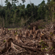 A 2004 photo of recently deforested land in Riau province, Sumatra, Indonesia.
